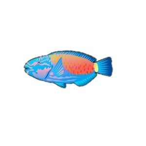 Bullethead Parrotfish